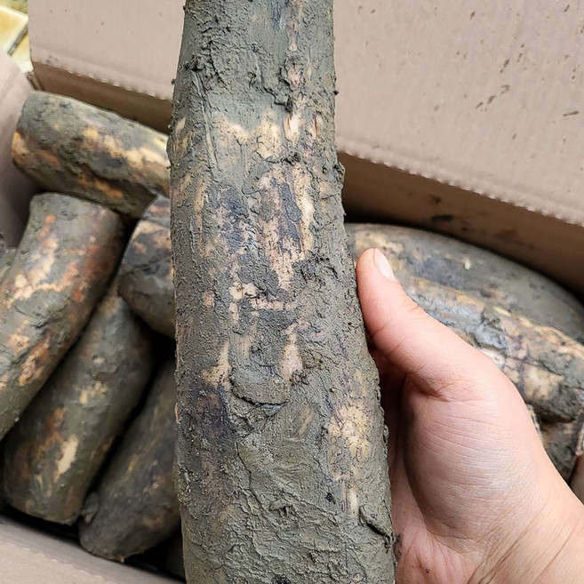 25년 전남 함평 햇 연근 흙연근 정품 [HGH], 1개, 2kg