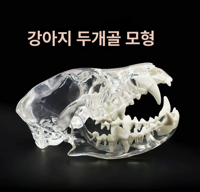 동물이빨모형 강아지 고양이 교육 송곳니 개뼈 교육용, 1개, 투명 개 두개골 모델