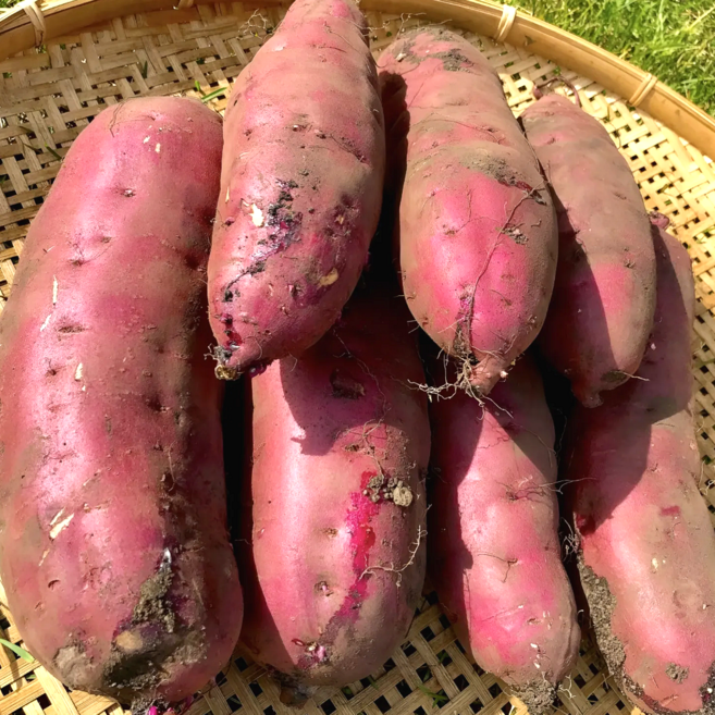 꿀당도200% 호풍미/풍원미 고구마 베니하루카 당근고구마, 1개, 1kg