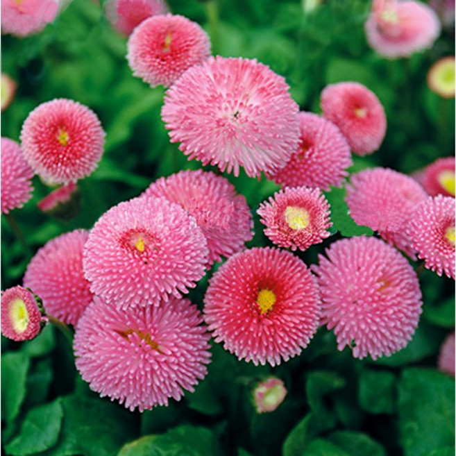 [꽃씨]데이지, 1개