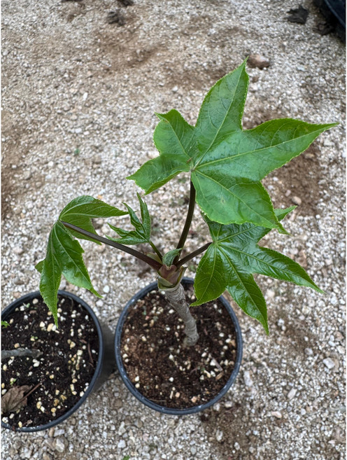 화천 자연애 가시없는 엄나무(민엄나무) 포트묘목 2포트 (120L 컵 포트), 1개