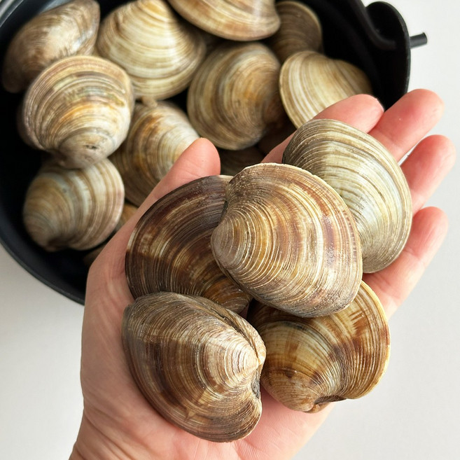 활 백상합 백생합 대용량 10kg 생물 백합조개 업소용, 1박스, 백상합(백생합) 10kg 소