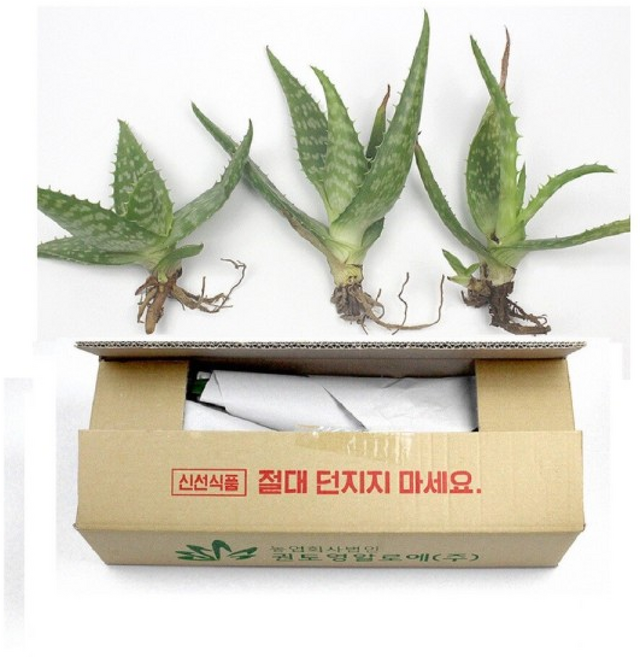 알로에 모종 사포나리아 3개 생식용 먹는알로에 키우기