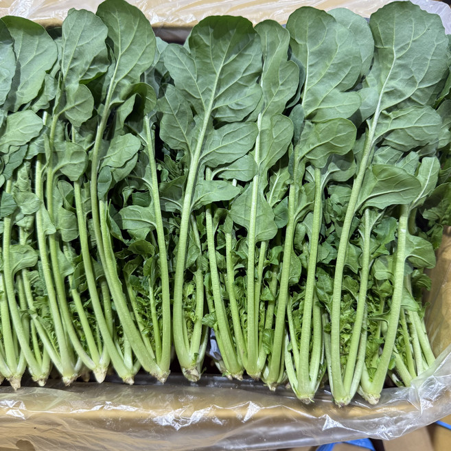 농진사 로케트 루꼴라, 1kg, 1개