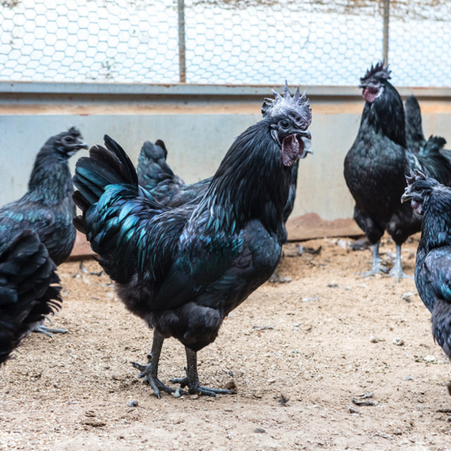 슈퍼오골계 10개 (신품종) 몸집이 크고 종자가 좋은