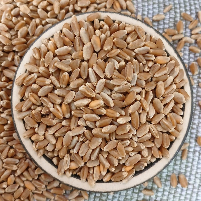 2025년 파로 5kg FARRO 엠머 밀 터키산 슈퍼푸드 고대 곡물 통곡물 고대원시곡물, 1개