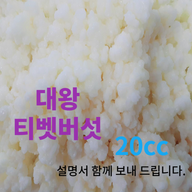 티벳버섯종균 분양 유산균종균 수제요거트종균 발효유종균 캐비어종균, 1개, 20개입