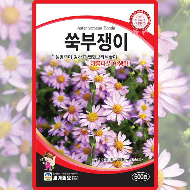 세계종묘 쑥부쟁이 씨앗 500립 쑥부쟁이 꽃씨 다년생 야생화 종자, 4개
