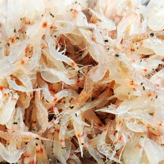 민어청년 임자도 동백하(김장새우)1kg, 1개