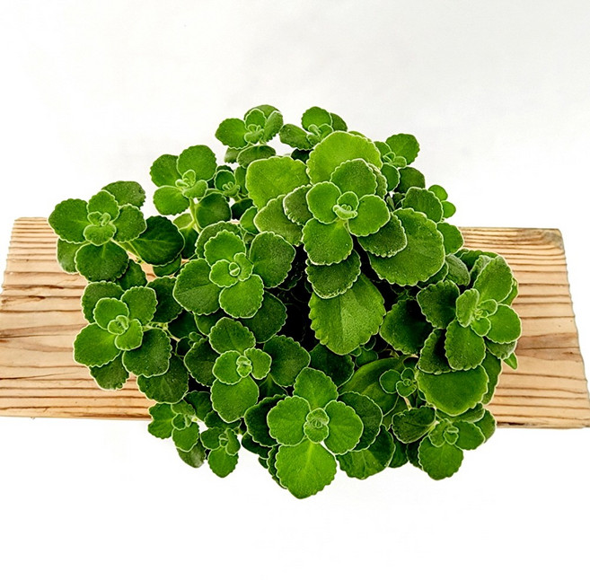 에덴플랜트 장미허브 소품 허브식물 다육식물 애플향 사과향 장미향 카페 사무실 실내인테리어, 1개