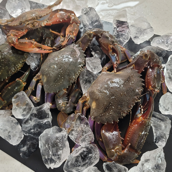 26년 국내산 봄암돌게 가을돌게 신안 돌게 급냉 박하지 민꽃게 벌떡게 게장용, 1박스, 돌게 소 3kg