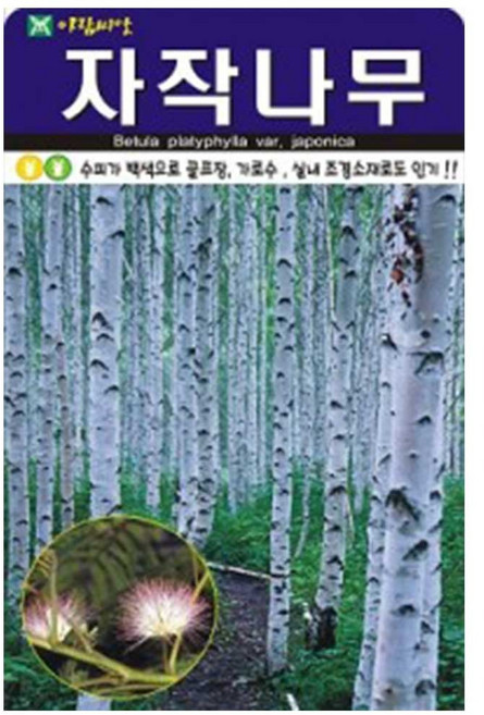 아람 자작나무 씨앗 1000립, 1개
