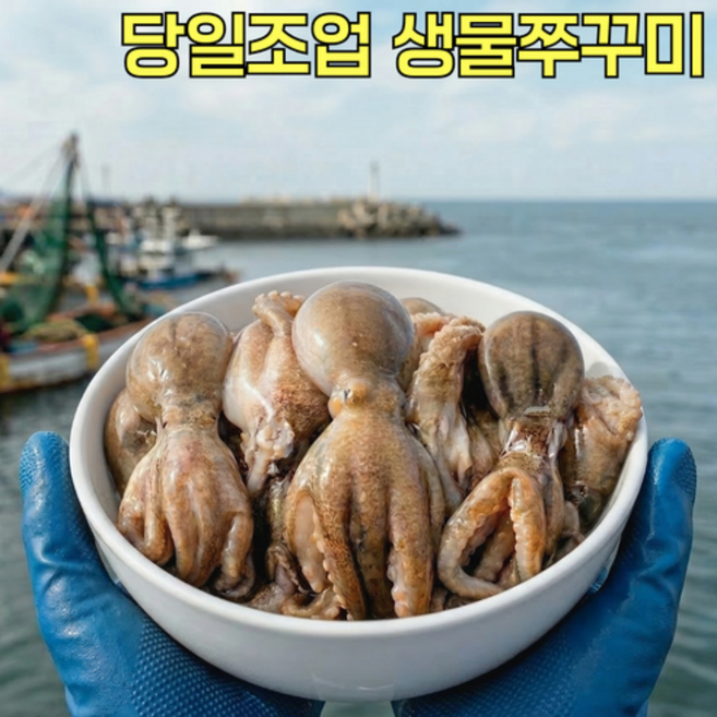 [하루50KG한정] 봄제철 서해바다 생물 활 알쭈꾸미, 1박스, 1kg
