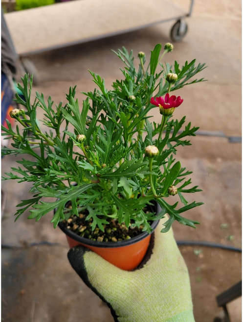 원플원 2개발송 10~30cm 마가렛 소품 색상랜덤 23