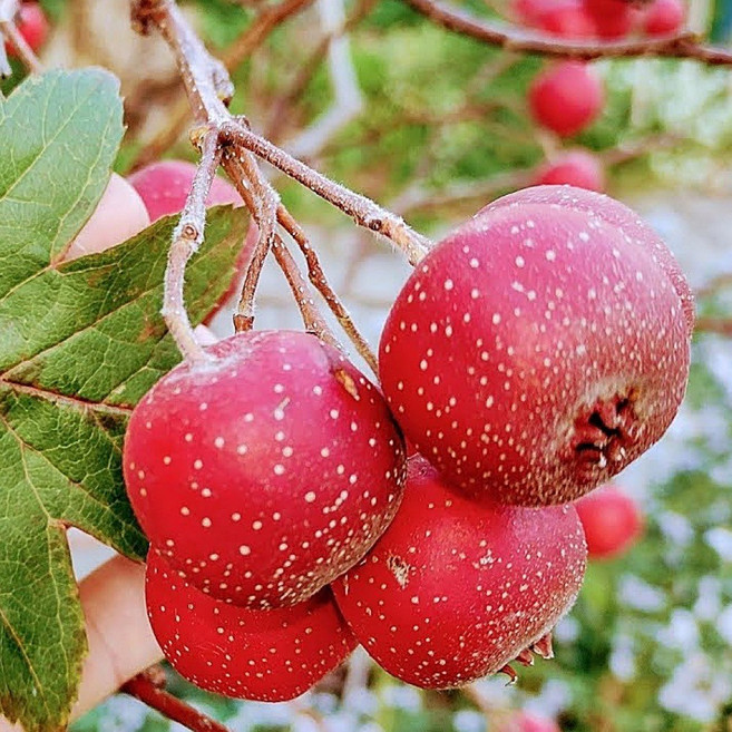 대실산사 묘목 접목 1년 / 수퍼왕 산사나무