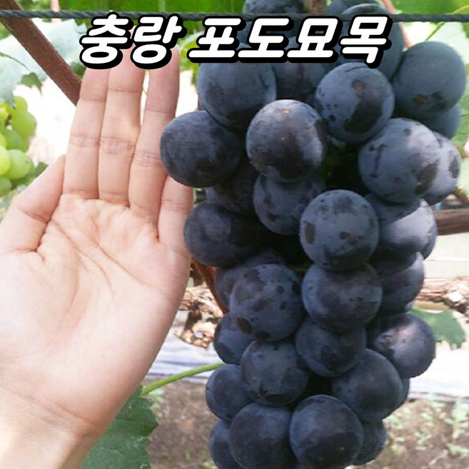 포도나무 신품종 1년생 묘목, 1개, 충랑(접목1년생)