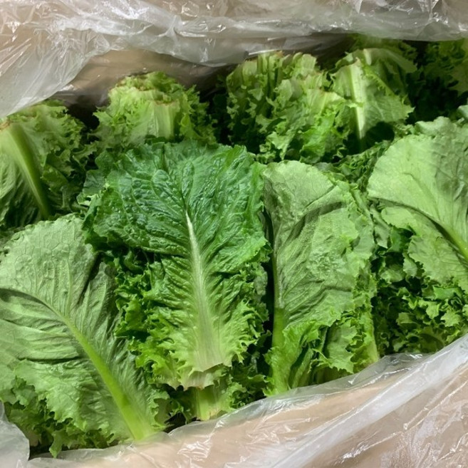 기타 국내산 로메인 청상추 1kg, 1박스