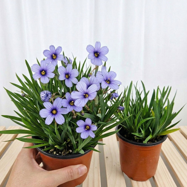 아비가든 청매화붓꽃 (식물+받침)노지월동 봄꽃 야생화 꽃군락 독일붓꽃 붓꽃 저먼아이리스 화단용 정원식물 (3월~7월 개화), 4개, 청색