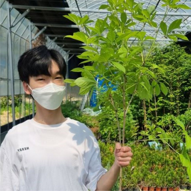 오가피나무묘목 토종오가피나무묘목 1년생 상묘, 토종오가피1년생 30-40센치