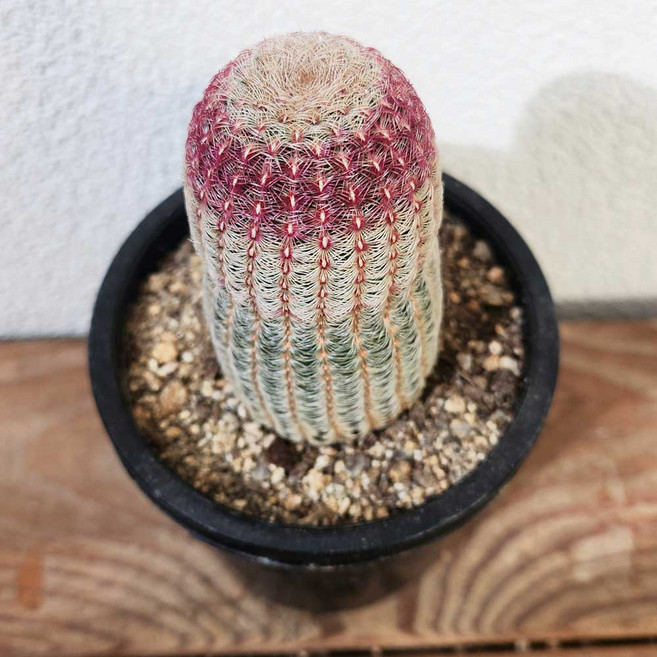 [다봉스] 자태양선인장 무지개선인장 소형 전자파차단 랜덤발송 1개