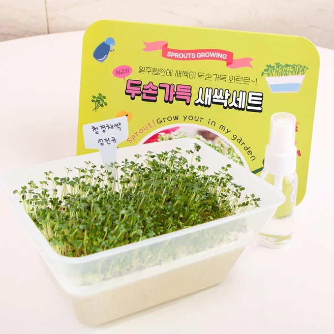 세경팜 두손가득 새싹 재배세트 청경채싹 수경재배키트 세트, 1개 - 쿠팡