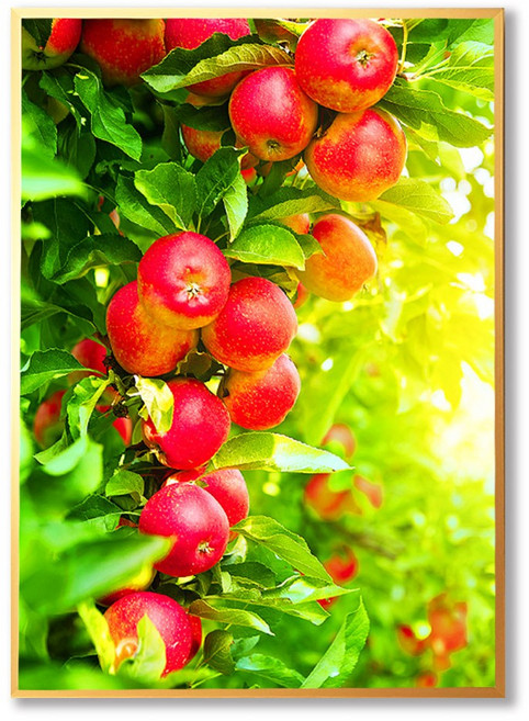 화색갤러리 풍수 인테리어 18사과 그림 액자 프리미엄 캔버스천으로 인화, 블랙무광