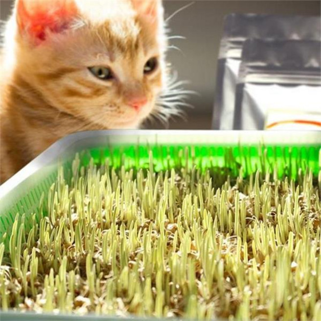 고양이 새싹 재배 뚜껑형 반려묘 용품 씨앗 고양이 수경재배 키트 반려동물 길고양이 관리 사료 건강 그릇, 02수경재배-귀리