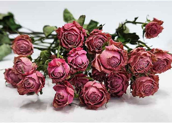 장미 드라이플라워 하젤 푸에고장미 자나장미 리스재료 말린꽃 인테리어소품