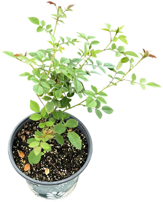 세종식물원 장미묘목 미니장미 빨강 19cm