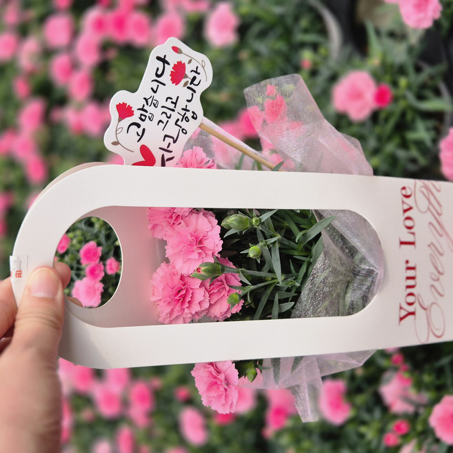 가정의달 생화 카네이션 특별한선물 그래꽃이다, 카네이션(핑크세트*), 1개