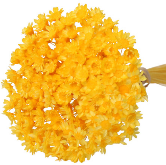 로맨틱노벰버 프리저브드 스타플라워, 옐로우 150송이