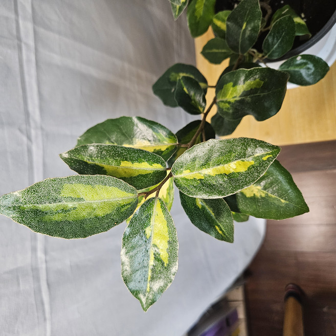 무늬 보리수 (15cm) 중품 Elaeagnus pungens 'Maculata' 황금무늬 사계절 상록수 조경수 울타리 정원수