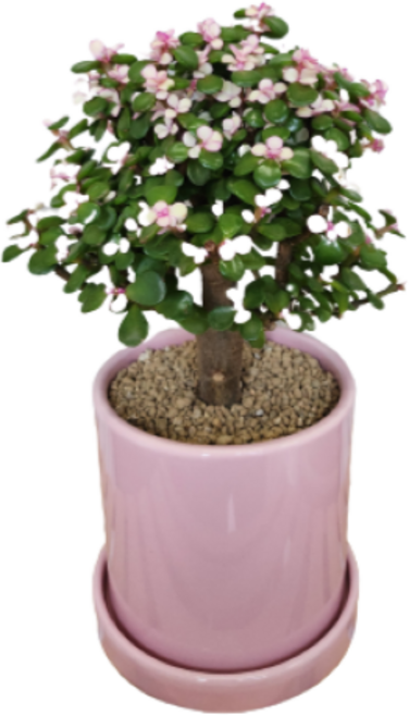 은행목 아악무 사랑목 외목대 칼라아악무 핑크아악무 다육이 인테리어 개업 승진화분세트(식물화분세트), 핑크화분(받침대포함)
