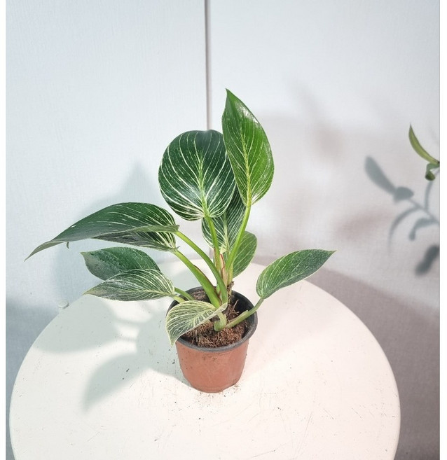 서비내 필로덴드론 콩고 '버킨' Philodendron 'Birkin' 반려식물 인테리어 소품, 1개, .