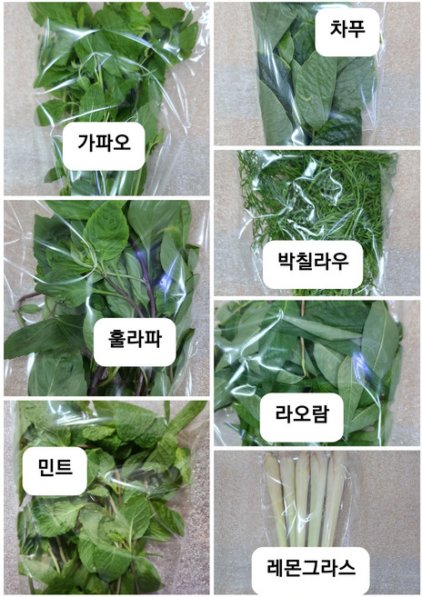 아시아채소 훌라파 가파오 레몬그라스 홈빼 라오람 바질 아시아바질 신선한채소 25g~100g 포장1Pack WORLDFOOD, 4.레몬그라스(샤), 1개
