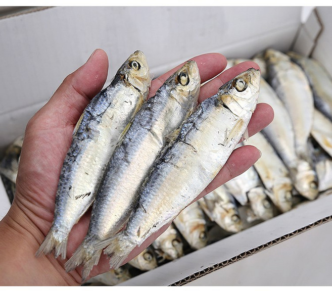 방자네 국물용 디포리 육수용디포리 1.5kg, 1개, AA급 1.5kg