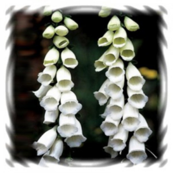 [꽃씨]디기탈리스, 스노우 : 50립, 1개