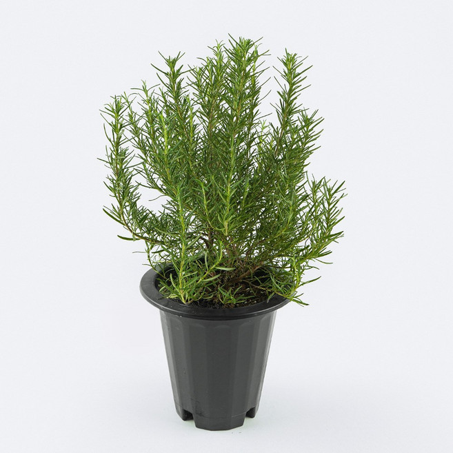 갑조네 로즈마리 대품 개별배송 로즈마리 허브키우기 향기나는식물 공기정화식물, 1개