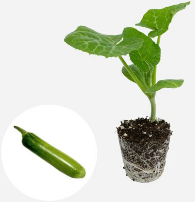 새마을총각 애호박 모종 어린호박, 2개