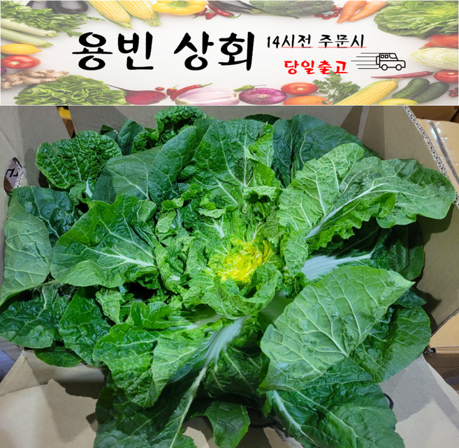 ( 용빈 상회 ) 국내산 봄동 배추 2kg 5kg 8kg 10kg내외, 1개