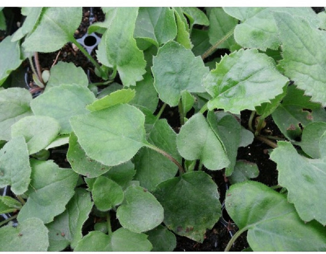 참취모종 10개 (트레이 10구) 취나물 모종