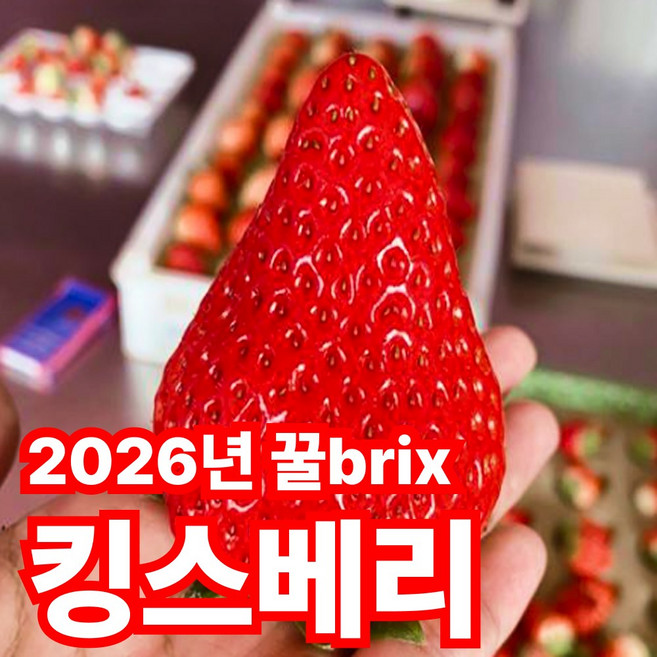 [천상의맛]산지직송 꿀벌brix 꿀벌도반하는맛 왕중의왕 킹스베리, 1박스, 400 특