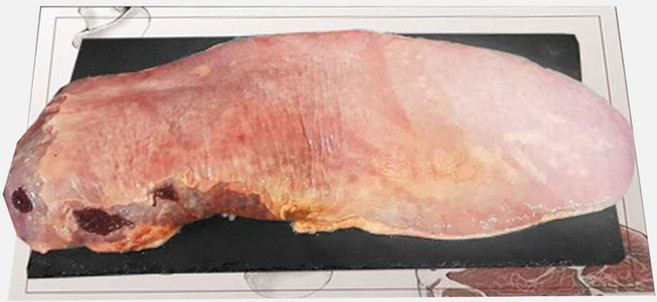 (배터짐) 냉장 냉동 한우 수입산 곱창 대창 천엽 소간 소염통 막내장 수구레 오드레기 주태기름 (일요일&당일발송), 냉동 한우 지라, 1개