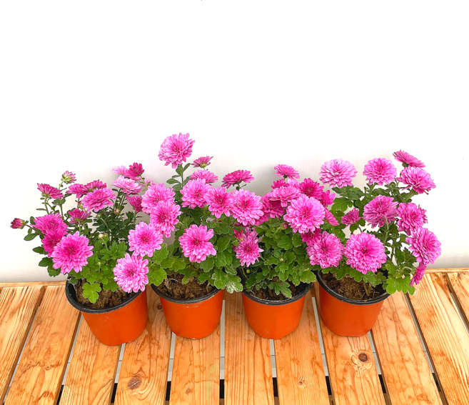 월동국화 가을국화 국화꽃모종 소국 월동국화 분홍3+1, 1개