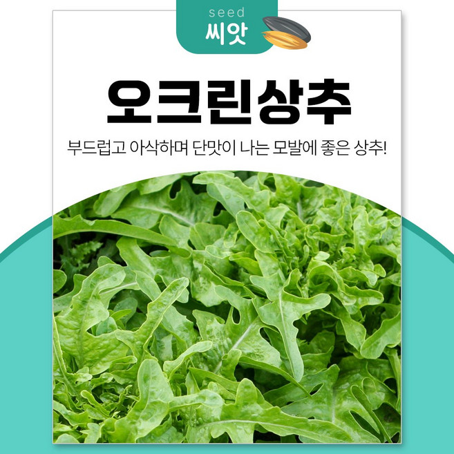 세경팜 달고 모발건강에 좋은 오크린상추 씨앗 1500립, 1개