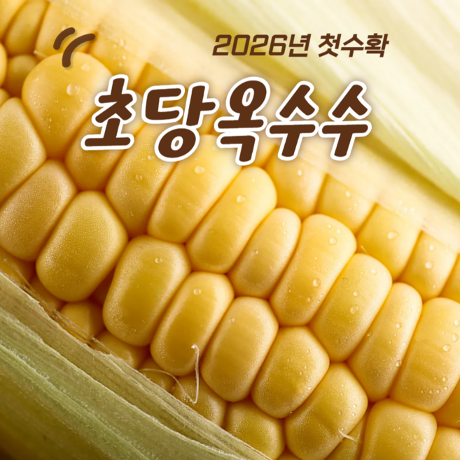 [2026년첫수확] 일50박스한정 초특가 아삭달콤 초당옥수수, 1박스, 5개입