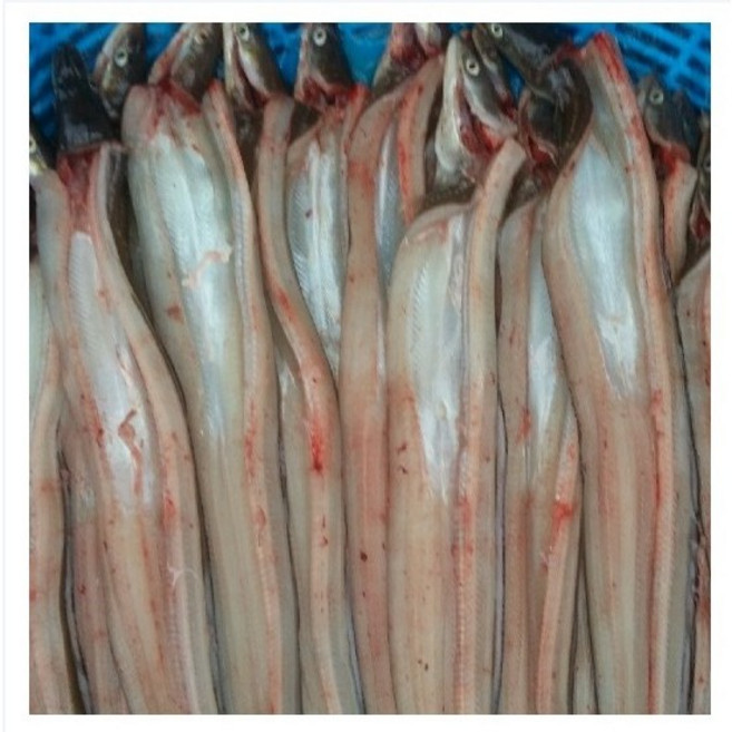바다장어(붕장어)1kg 생장어 장어구이 장어탕 아나고 붕장어, 바다장어(탕용) 500g (1-2마리), 1개