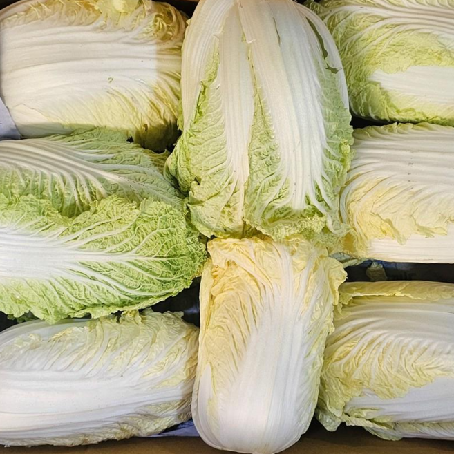 클릭마켓 국내산 못난이 작은 알배추 알배기 배추 8통, 1박스, 2.5kg