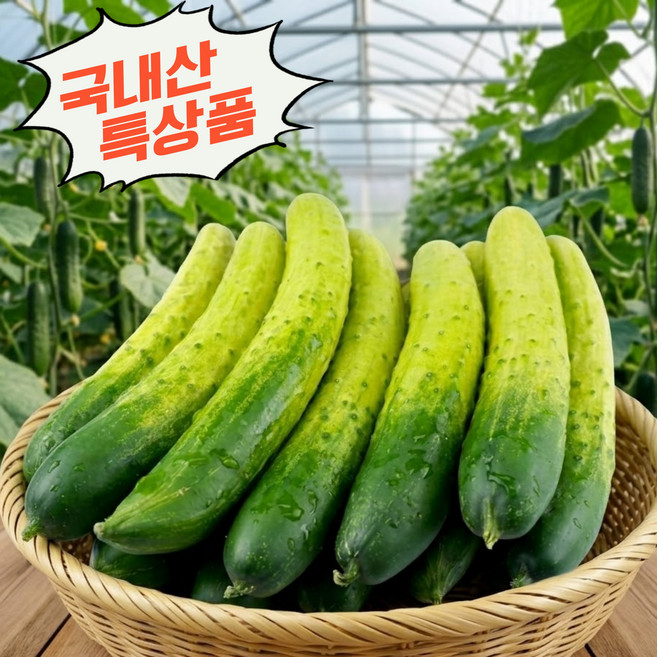 [산지농가직송] 당일수확 백오이 국내산 아삭한 백다다기오이, 1박스, 2kg