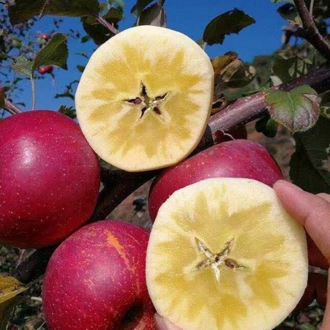 [최저가도전]가격최강 풍미집중 농가직출고 환상미각 못난이사과, 1박스, 3kg